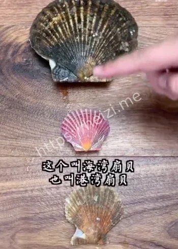 日本扇贝出口中国